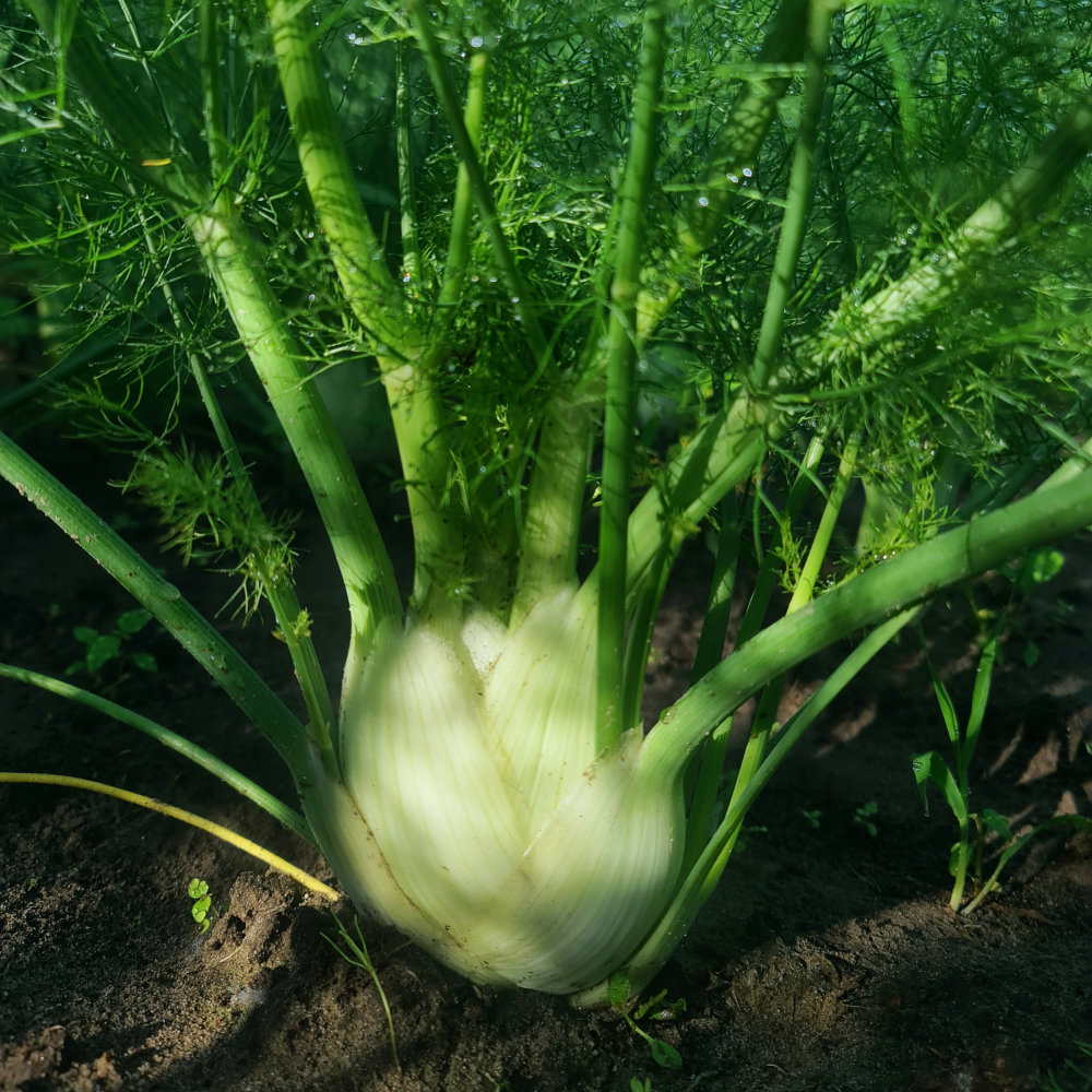 Knollenfenchel Géant Mammouth perfection