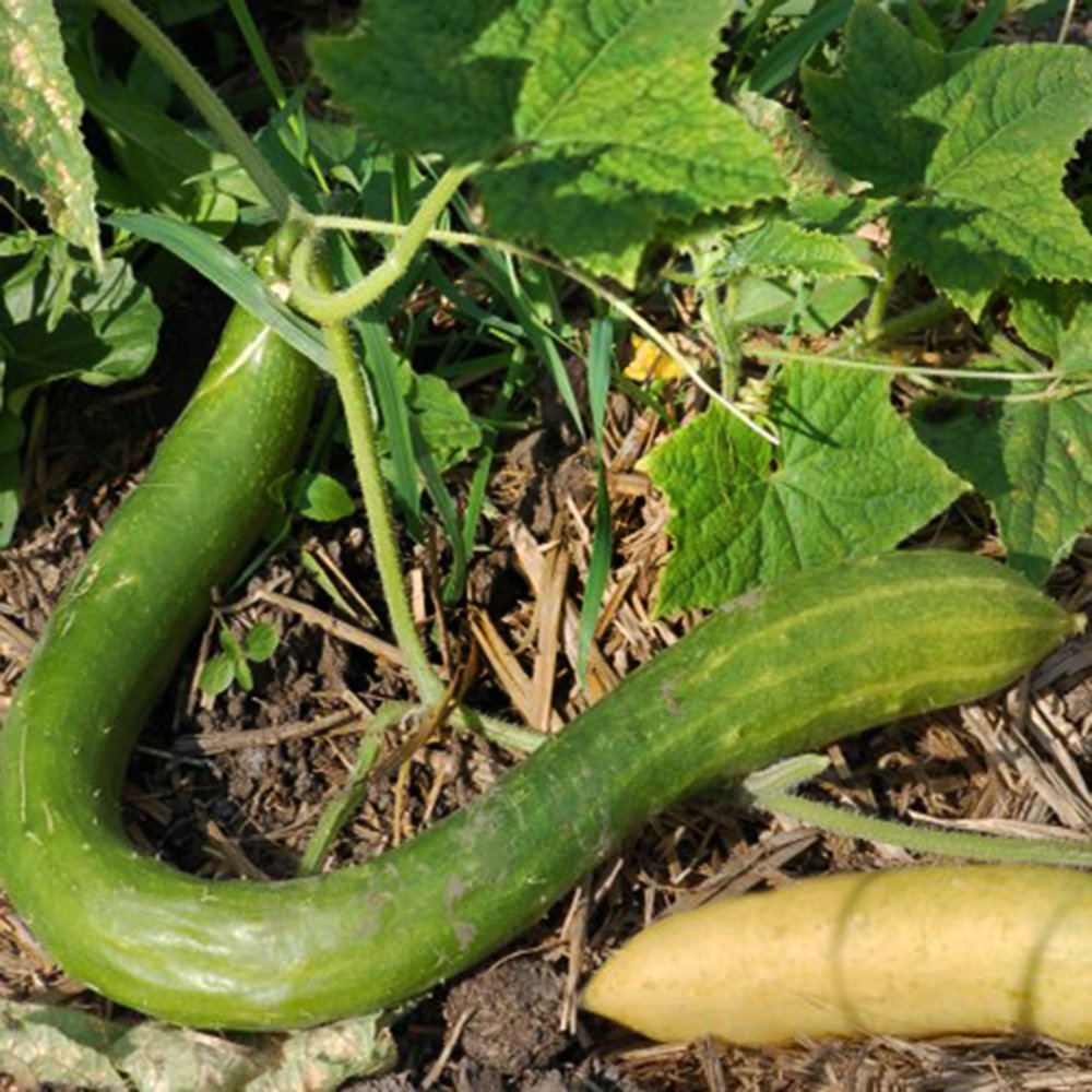 Salatgurke Yamato 3 feet
