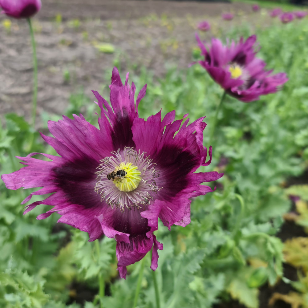 Ziermohn Federmohn