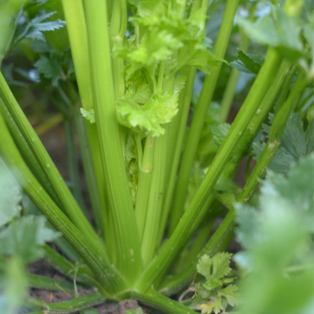 Stangensellerie Plein blanc Pascal