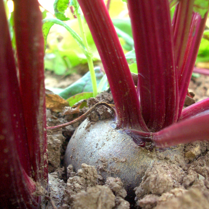 GROSSPACKUNG Rote Bete Rote Kugel 2