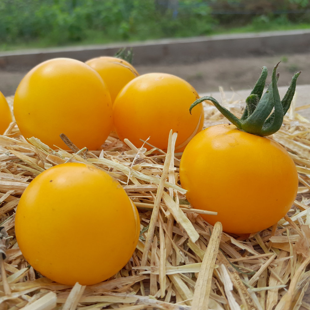 Salattomate Babelsberger Gelbe
