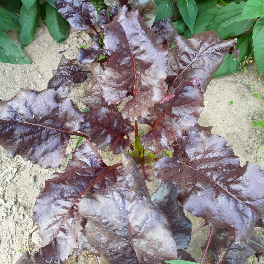 Rote Bete Bull's Blood