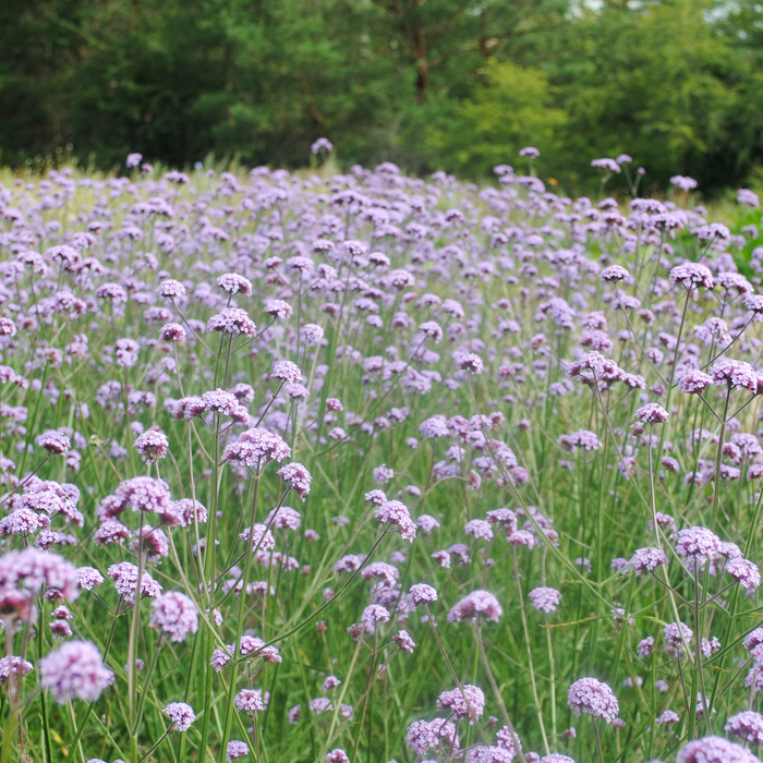 Patagonisches Eisenkraut