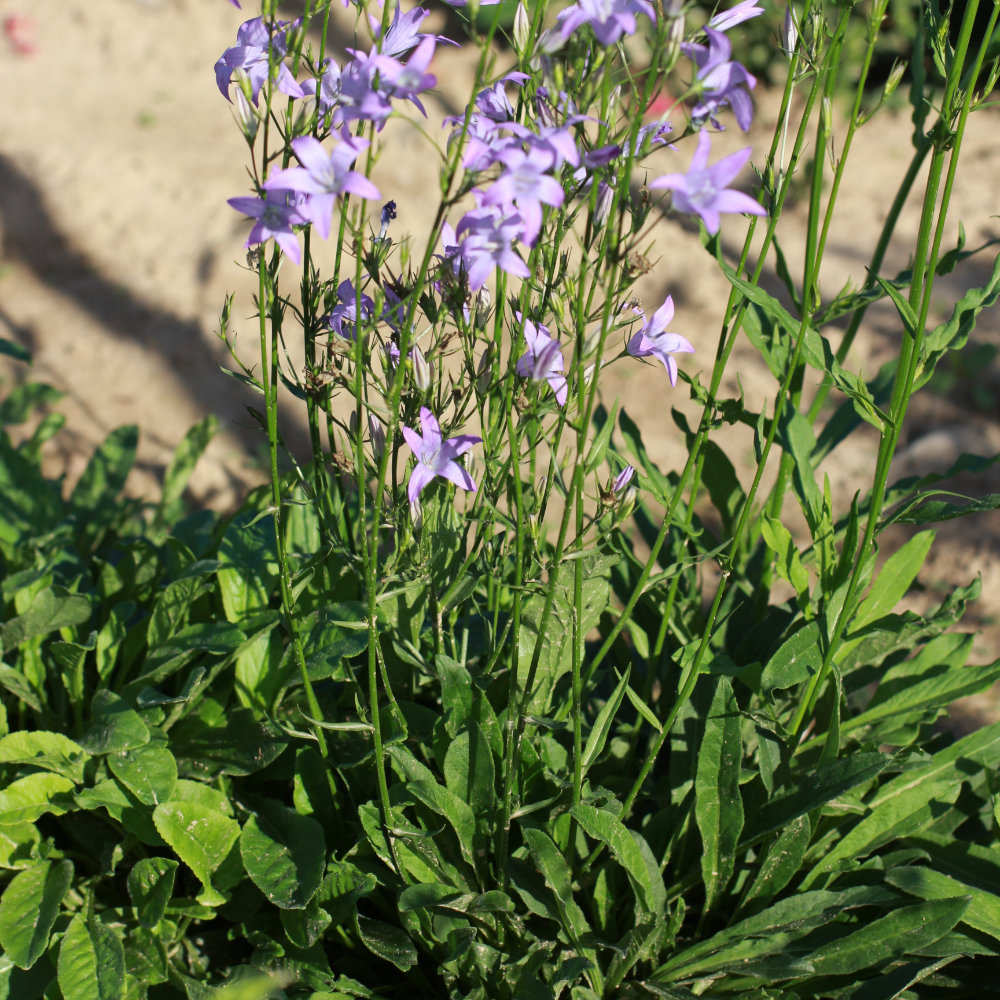 Rapunzelglockenblume