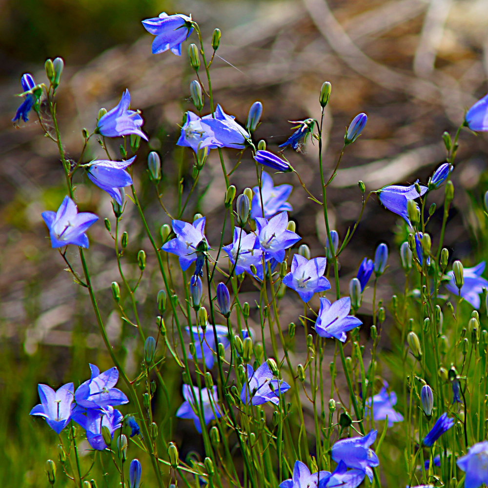 Rundblättrige Glockenblume