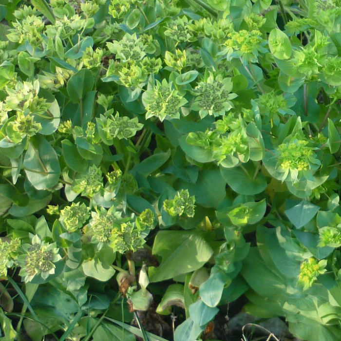 Rundblättriges Hasenohr