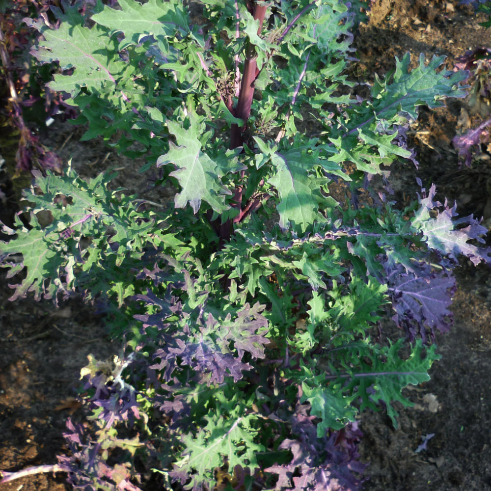 Sibirischer Kohl Russischer Roter