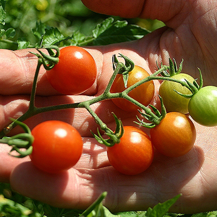 Wildtomate Rote Murmel