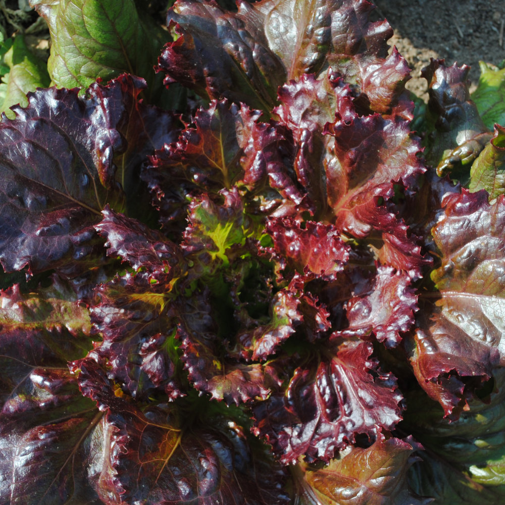 Schnittsalat Rossa Friulana