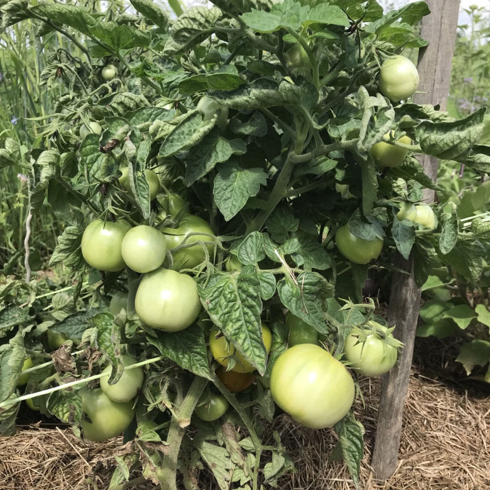 Buschtomate Lime Green