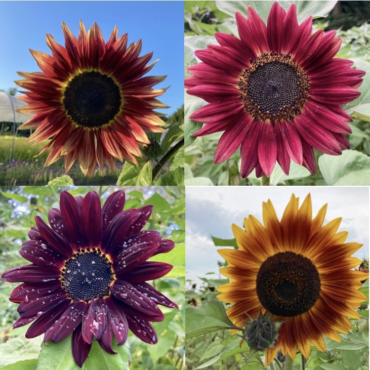 Sonnenblume, rote Mischung