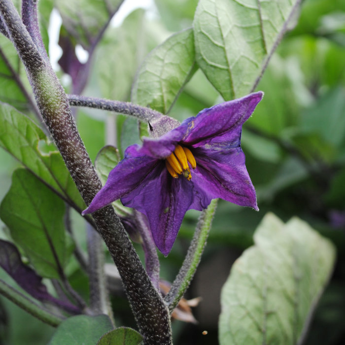 Aubergine Tommaso