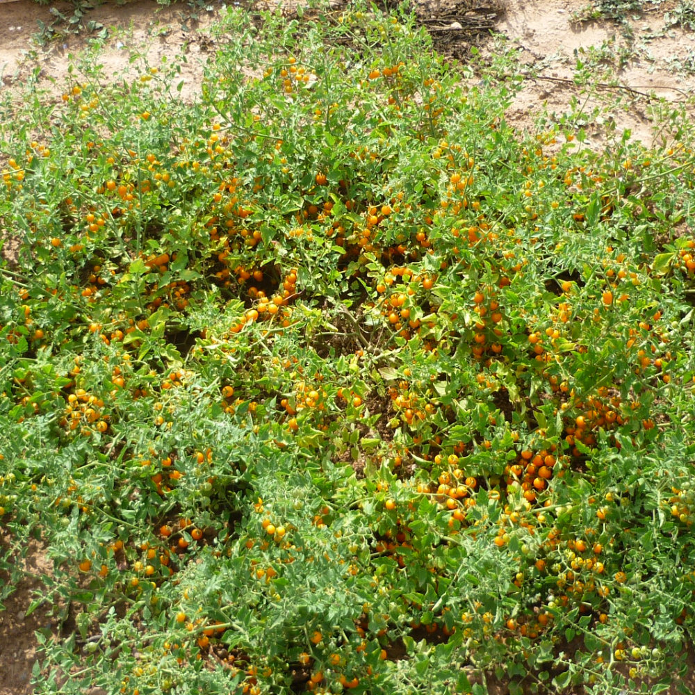 Wildtomate Johannistraube, Johannisbeertomate