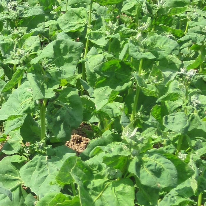 Gartenmelde Grün
