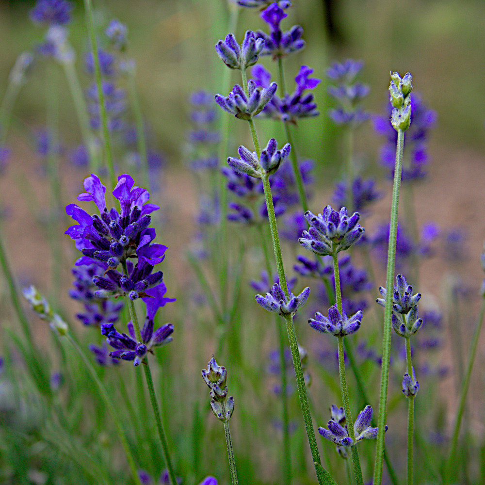 Lavendel