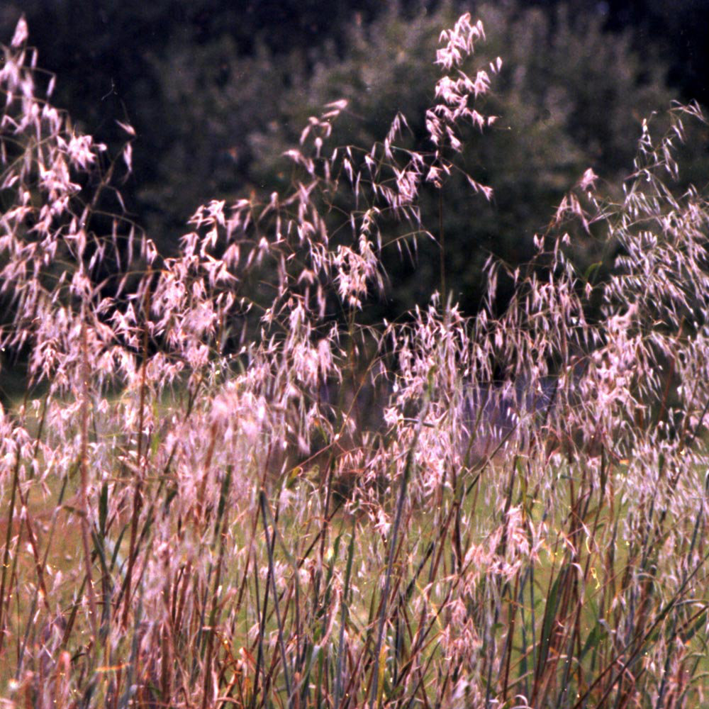 Evolutionsreihe Hafervielfalt