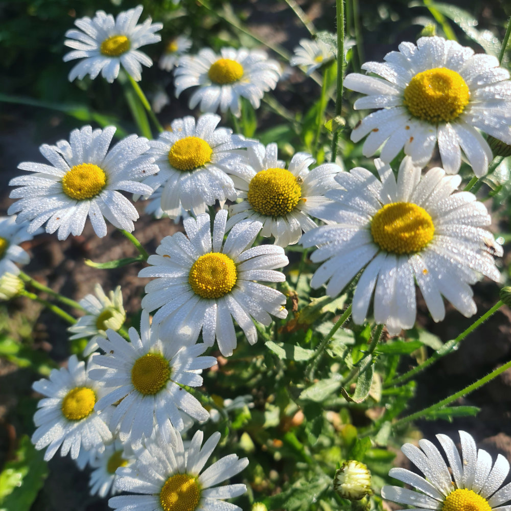Wilde Margerite