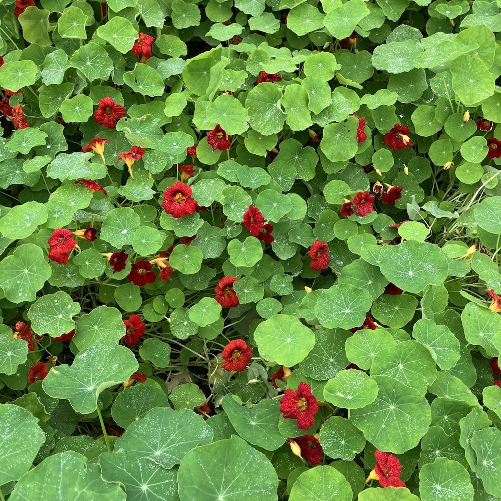 Kapuzinerkresse, rote, vorwiegend buschig