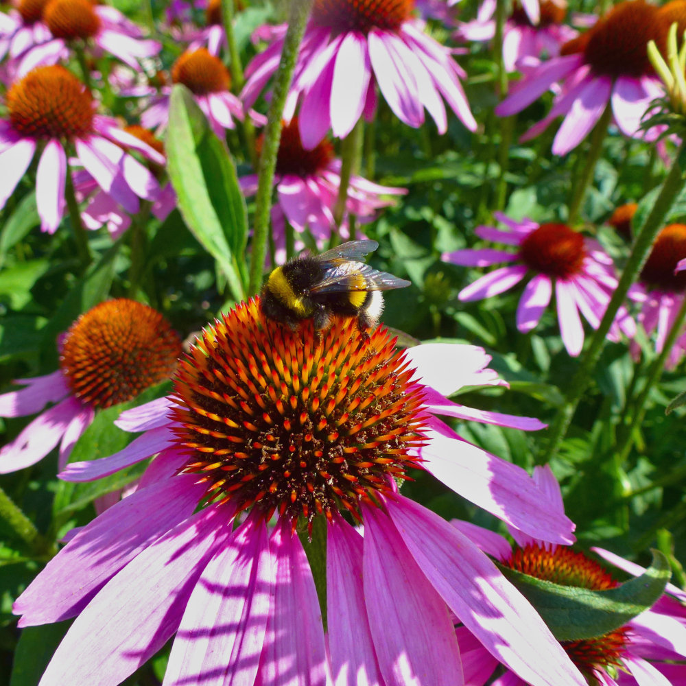 Echinacea, Roter Scheinsonnenhut