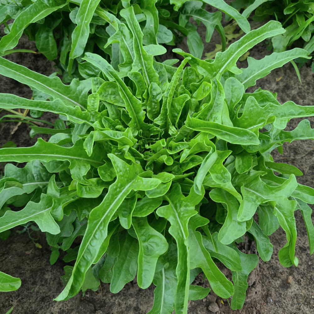 Eichblattsalat Radichetta