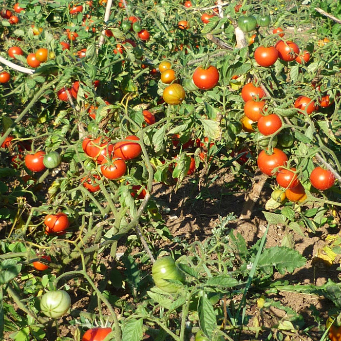 Buschtomate Latah