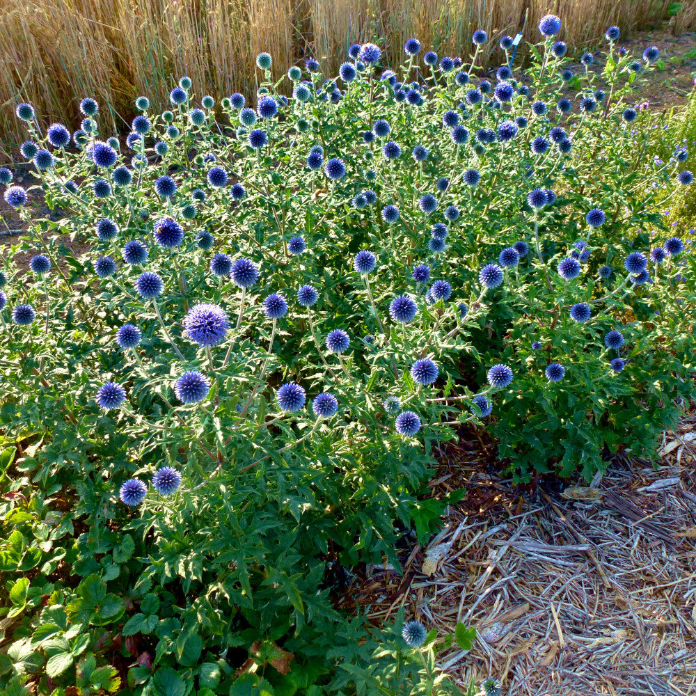 Blaue Kugeldistel