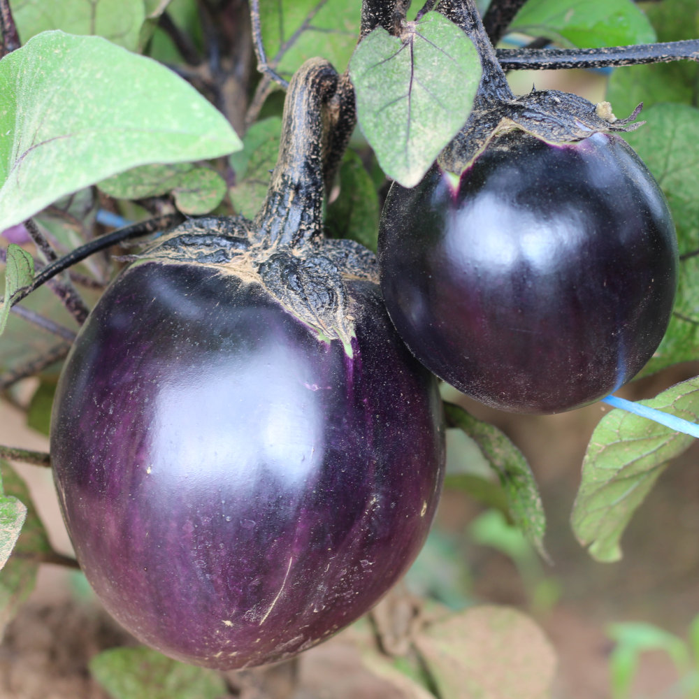 Aubergine Syrie