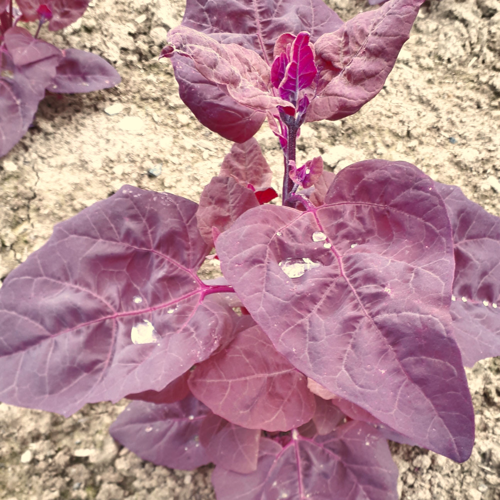 Gartenmelde Vollrot