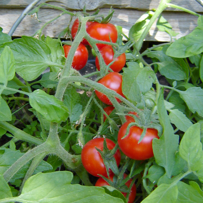 Hängetomate Tumbling Tom Red