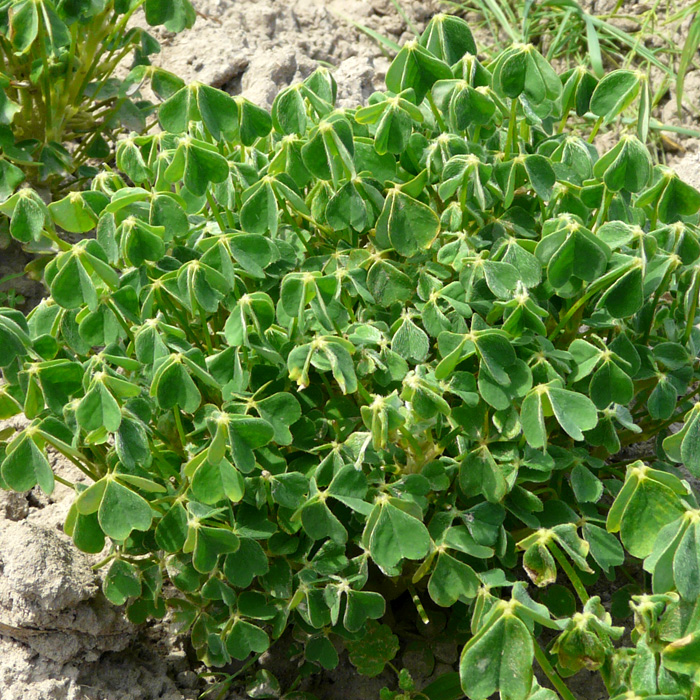 Oca, Farbmischung