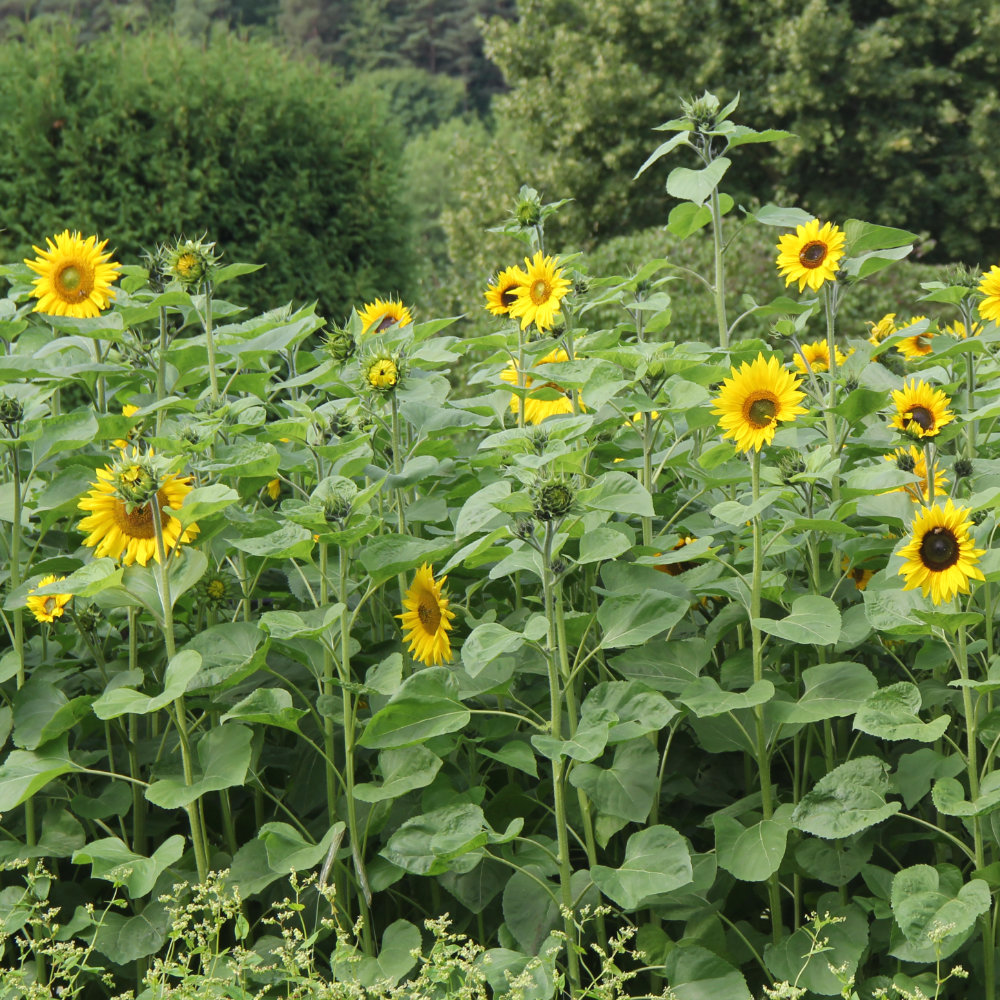 Sonnenblume (10 m²)