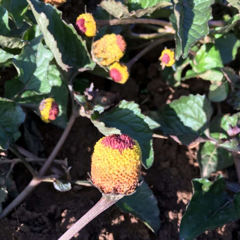 Parakresse, Jambú, rot