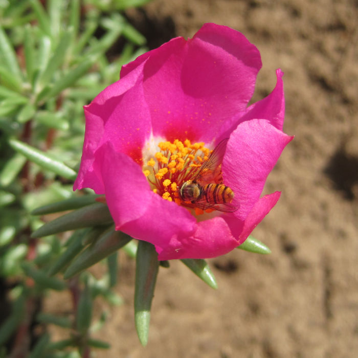 Portulakröschen