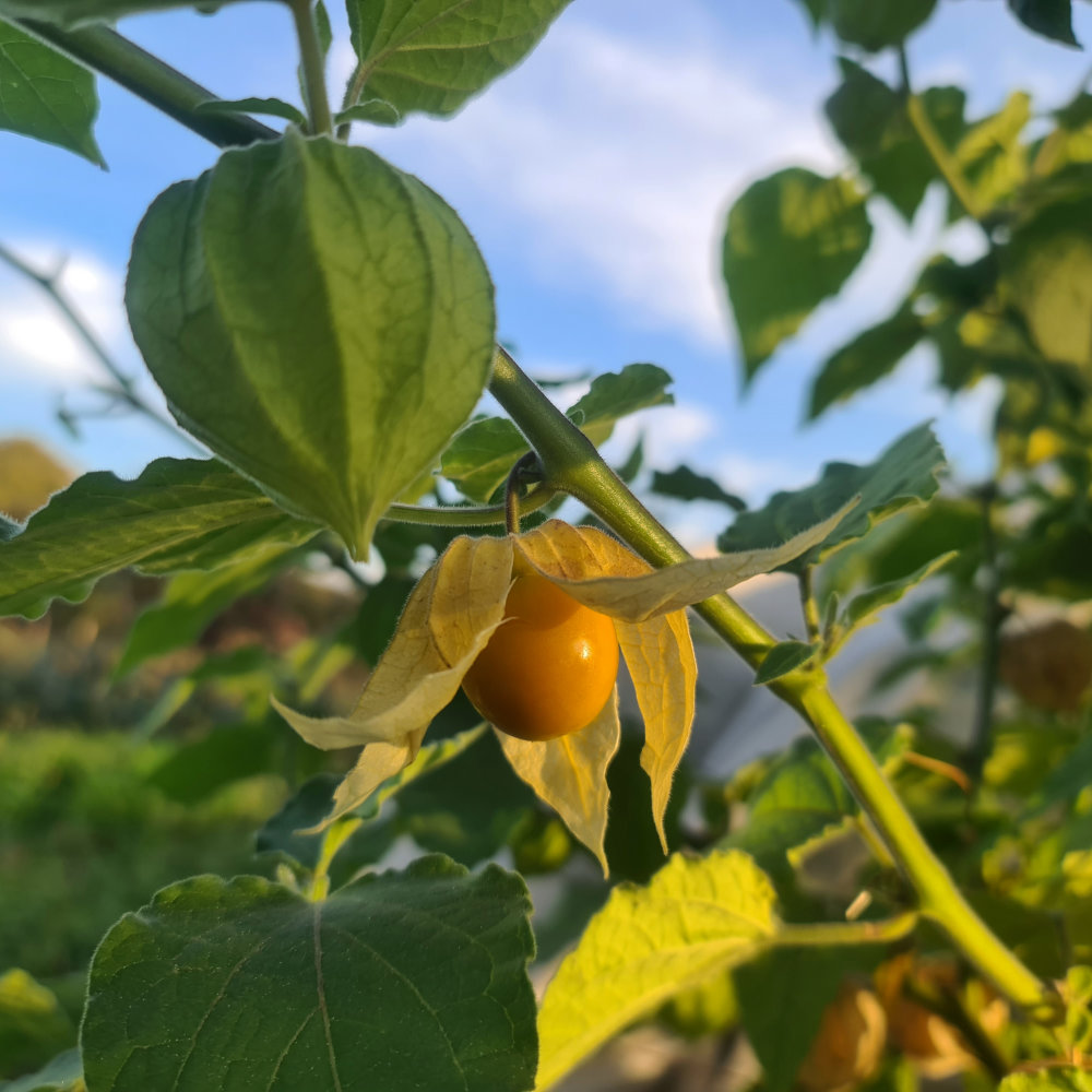 Andenbeere Schönbrunner Gold