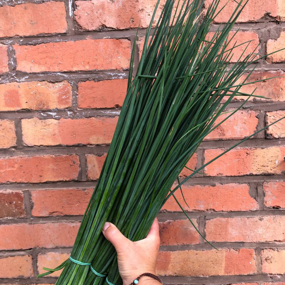 Schnittlauch Broad Leaf