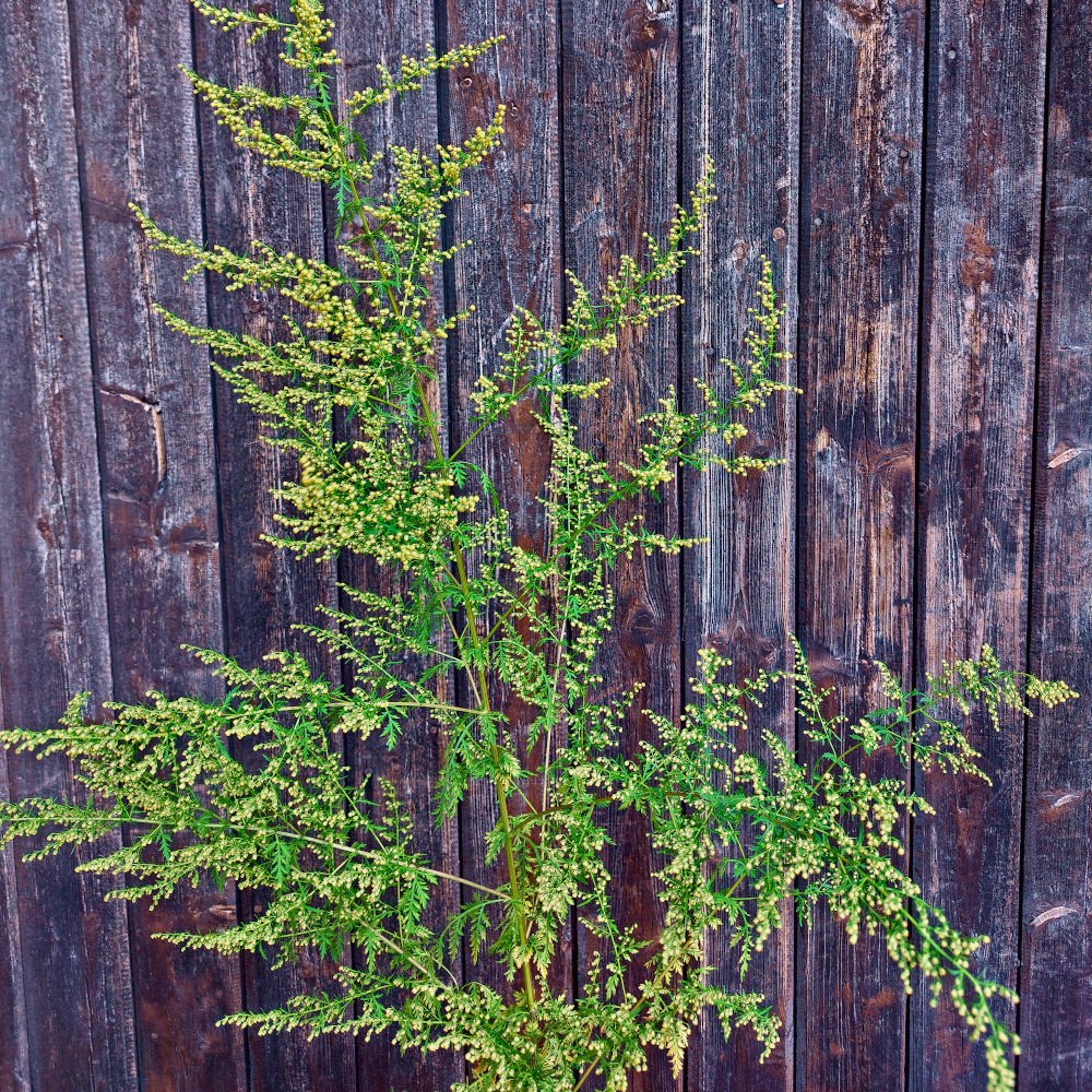 Beifuß, einjähriger