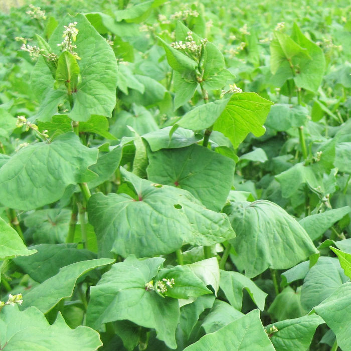 Tatarischer Buchweizen (10 m²)