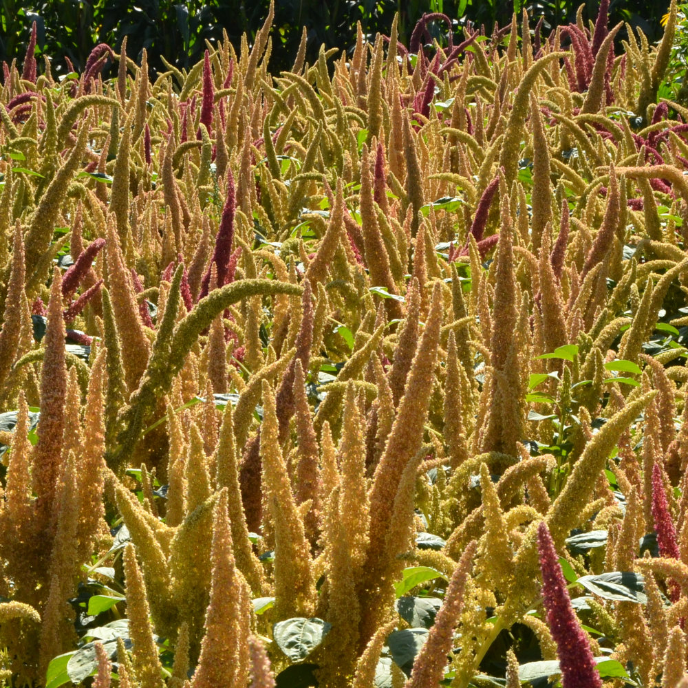 Popp-Amaranth Alegria