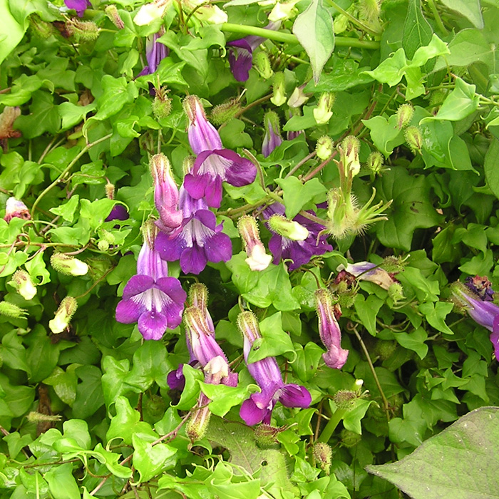 Kletterlöwenmäulchen violett