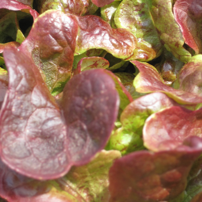 Eichblattsalat Bolchoï