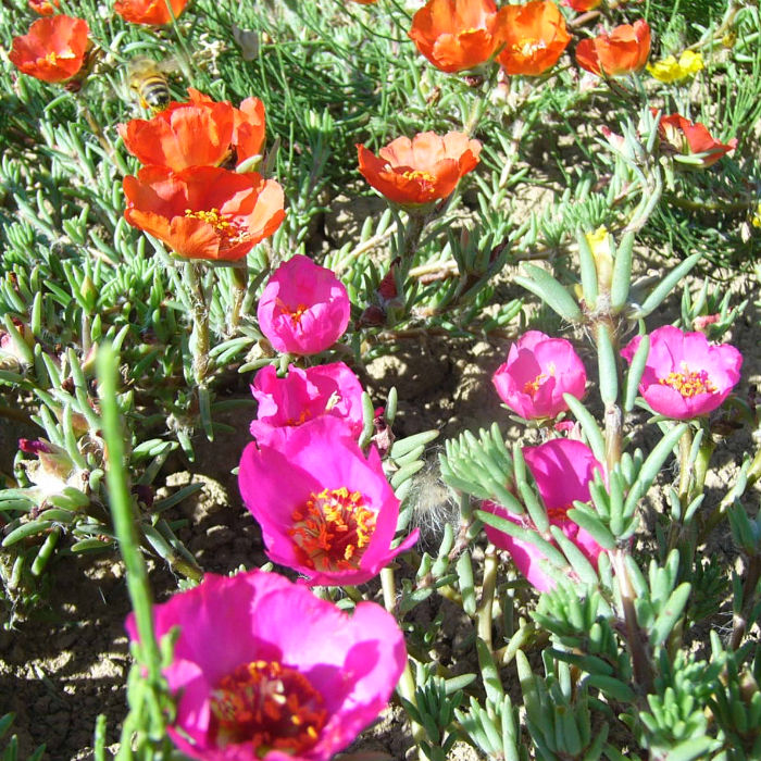 Portulakröschen