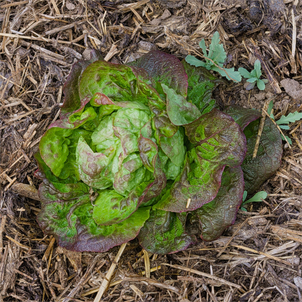 Winterkopfsalat Bunter Kaufunger