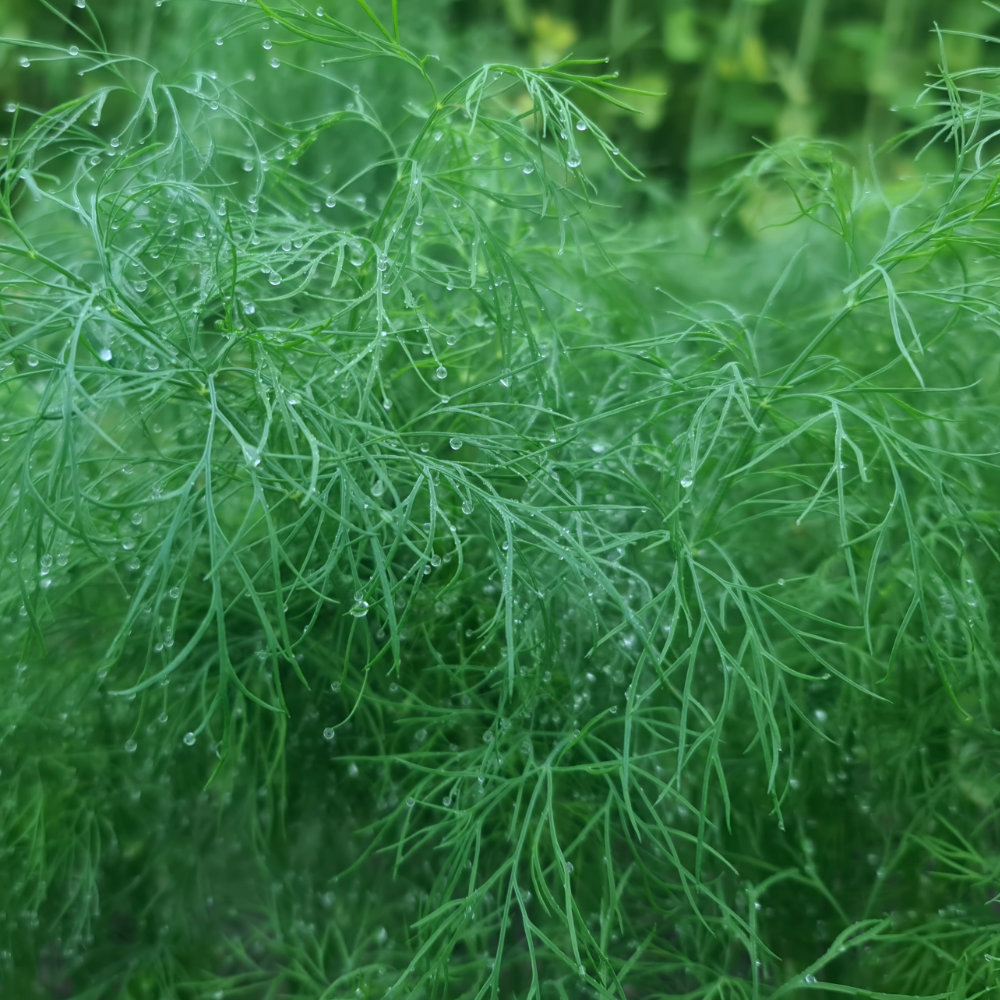 Tetra-Dill
