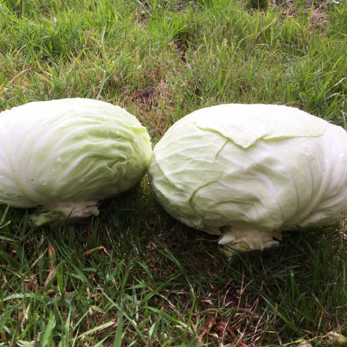 Weißkohl Holsteiner Platter
