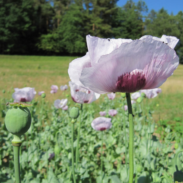Ziermohn Simply Pink