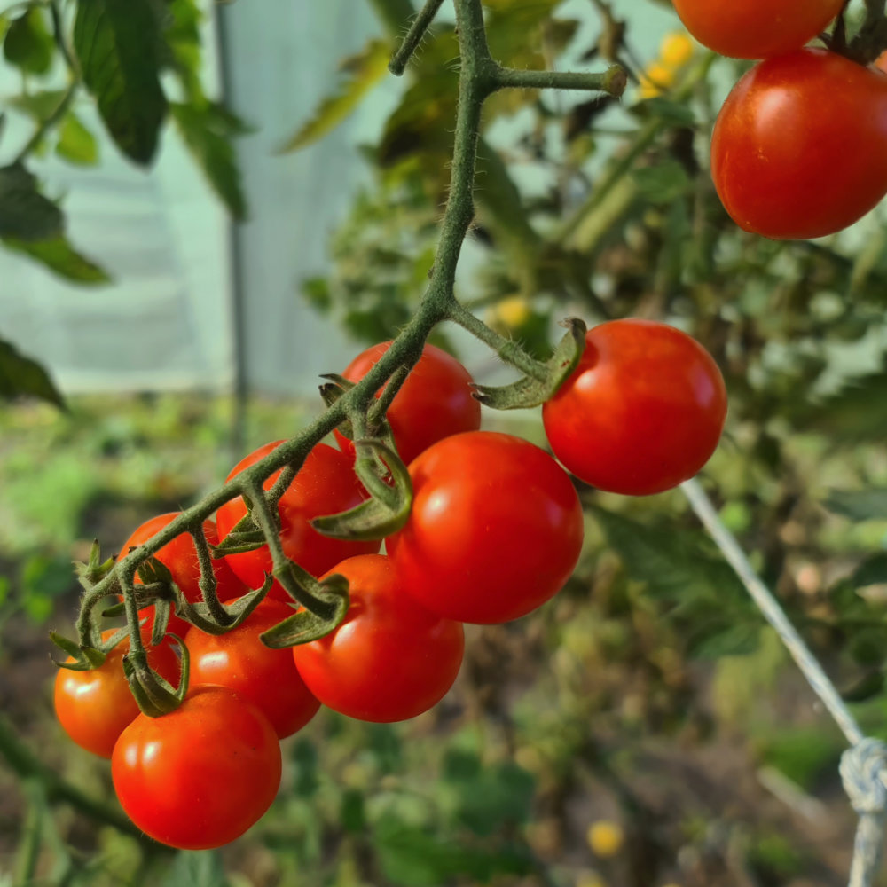 Cocktailtomate Waltingers