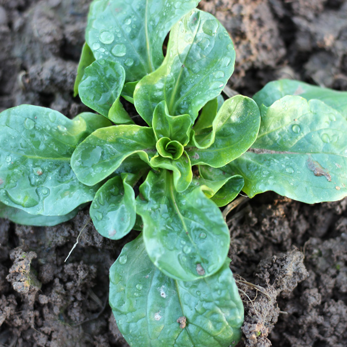 Feldsalat Verte de Cambrai