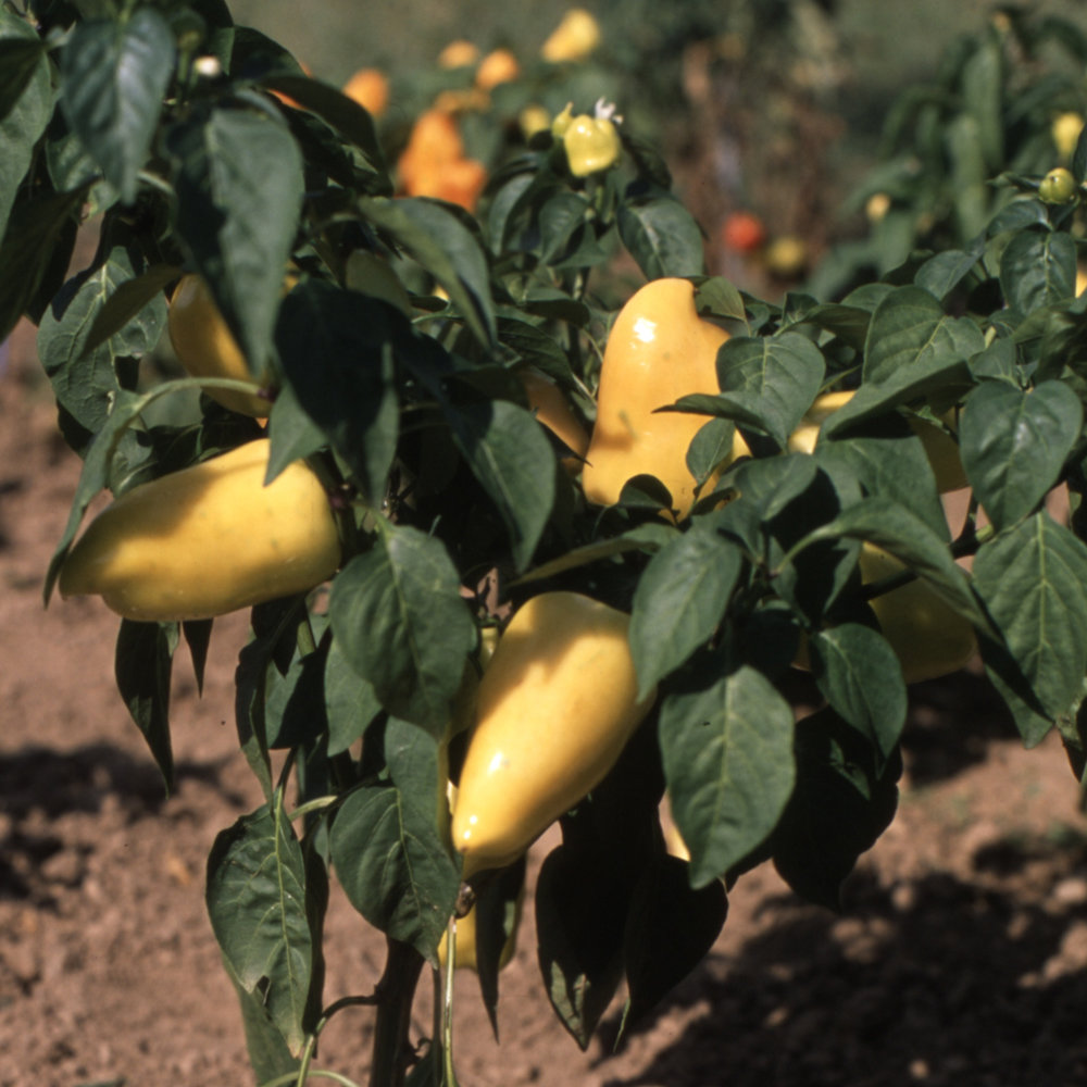 Paprika Pusztagold