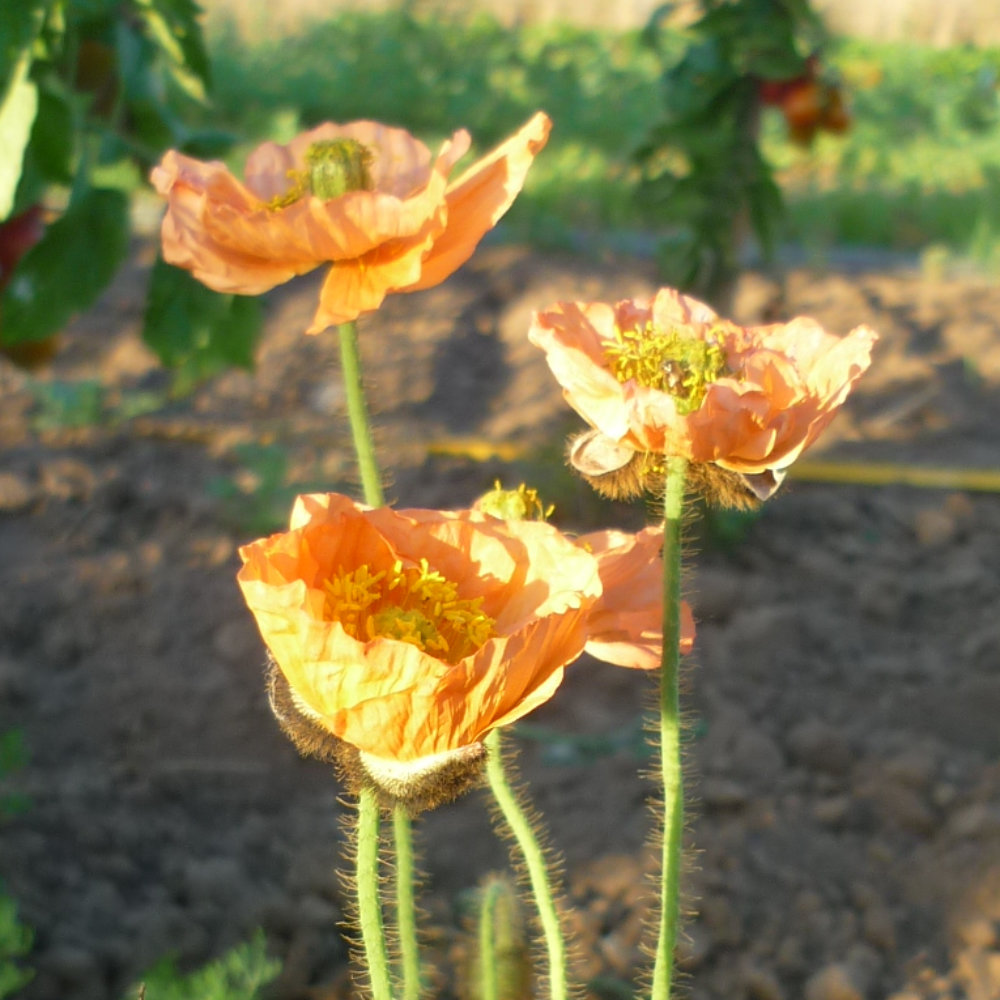 Islandmohn